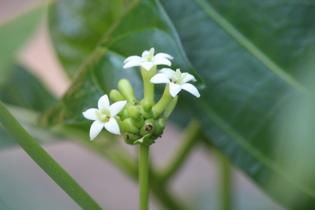 Morinda citrifolia L.